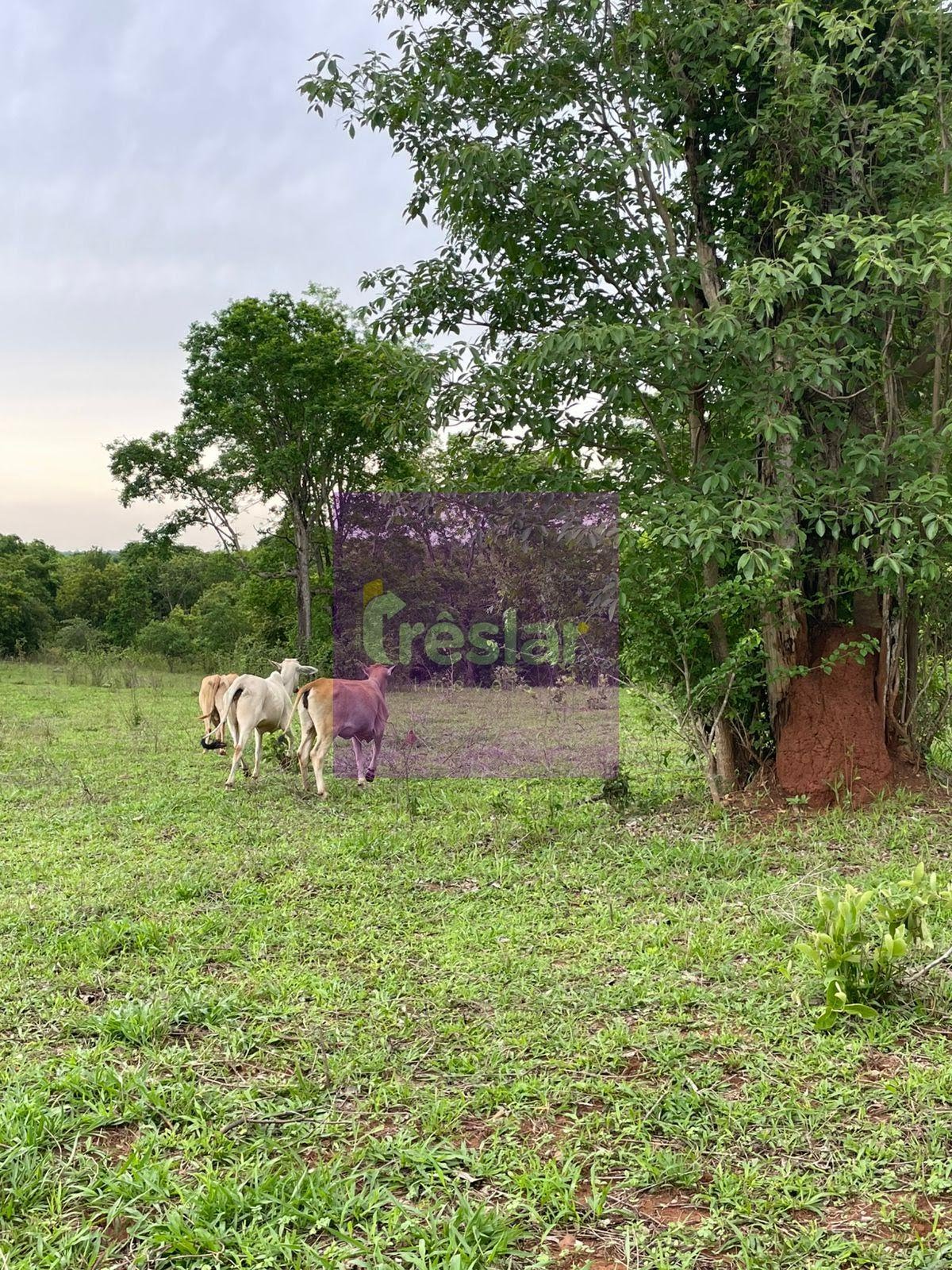 Rural à venda no Fazenda, Três Lagoas (MS) — foto 21 de 24