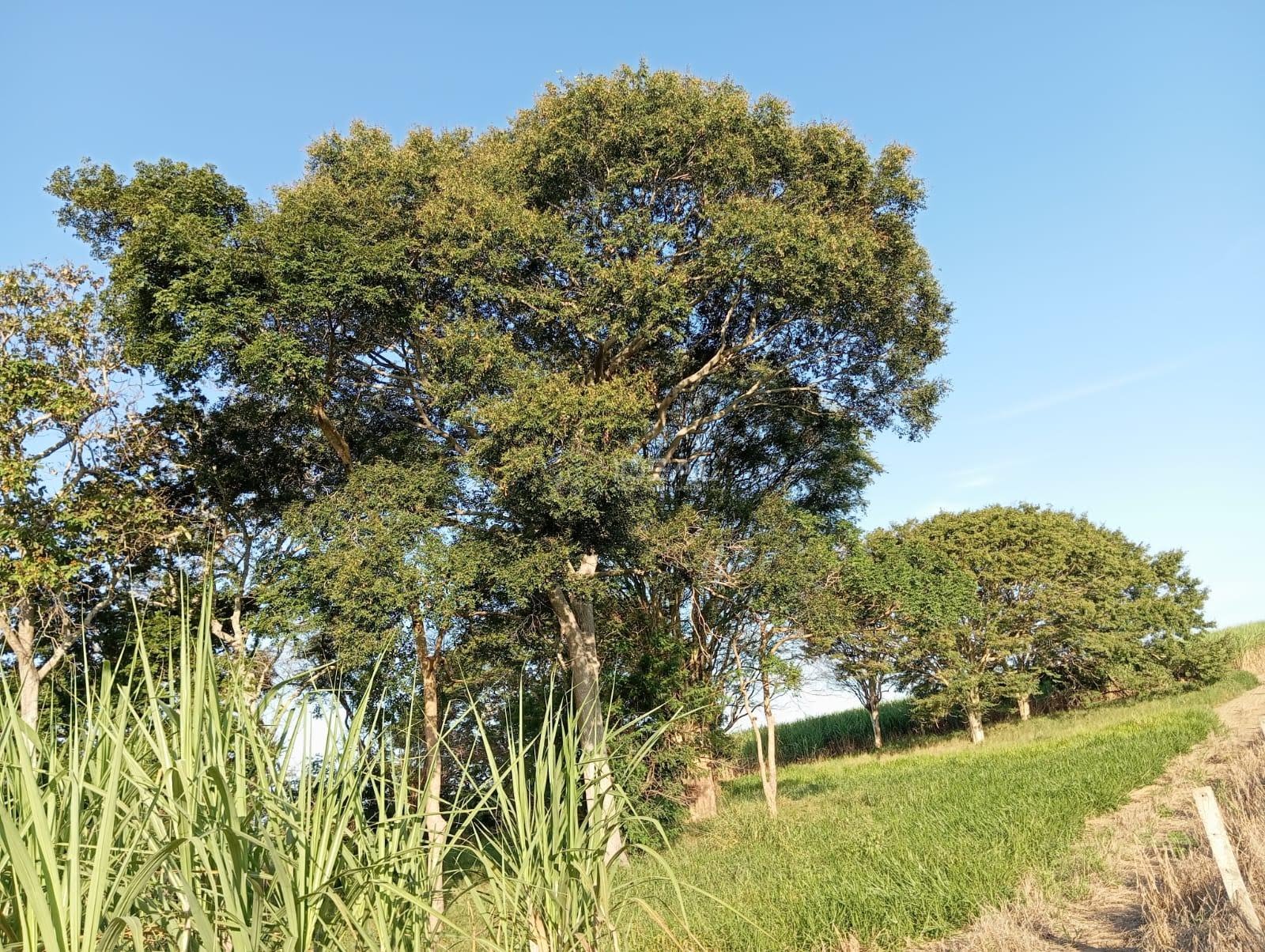 Rural à venda com 1280000m² de terreno no Valão Seco, São Francisco de Itabapoana (RJ) — foto 18 de 30