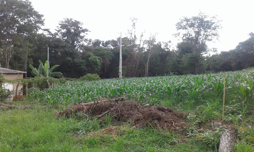 Fazenda em Zona Rural Uberlândia  -  Uberlândia
