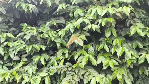 Fazenda em Coqueiros  -  Belo Horizonte