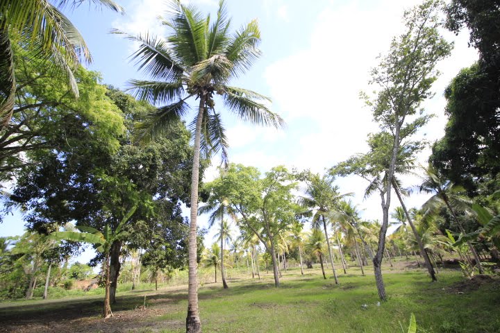 Rural à venda com 25000m² de terreno no Tabuleiro, Igarassu (PE) — foto 8 de 30