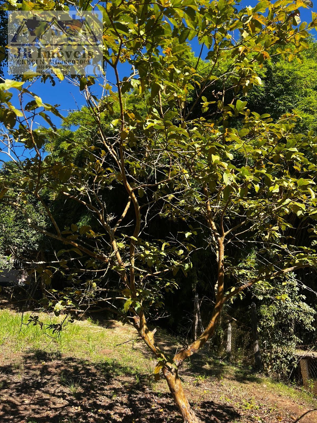Rural à venda com 3046m² de terreno no Laje, Piranguinho (MG) — foto 10 de 30