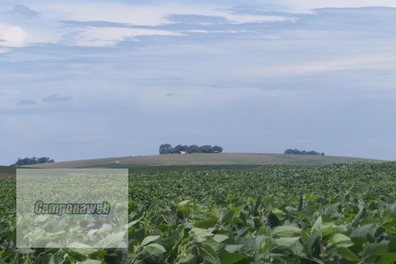 Área de plantio