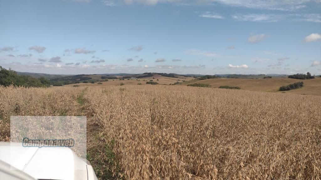 Área de plantio com soja