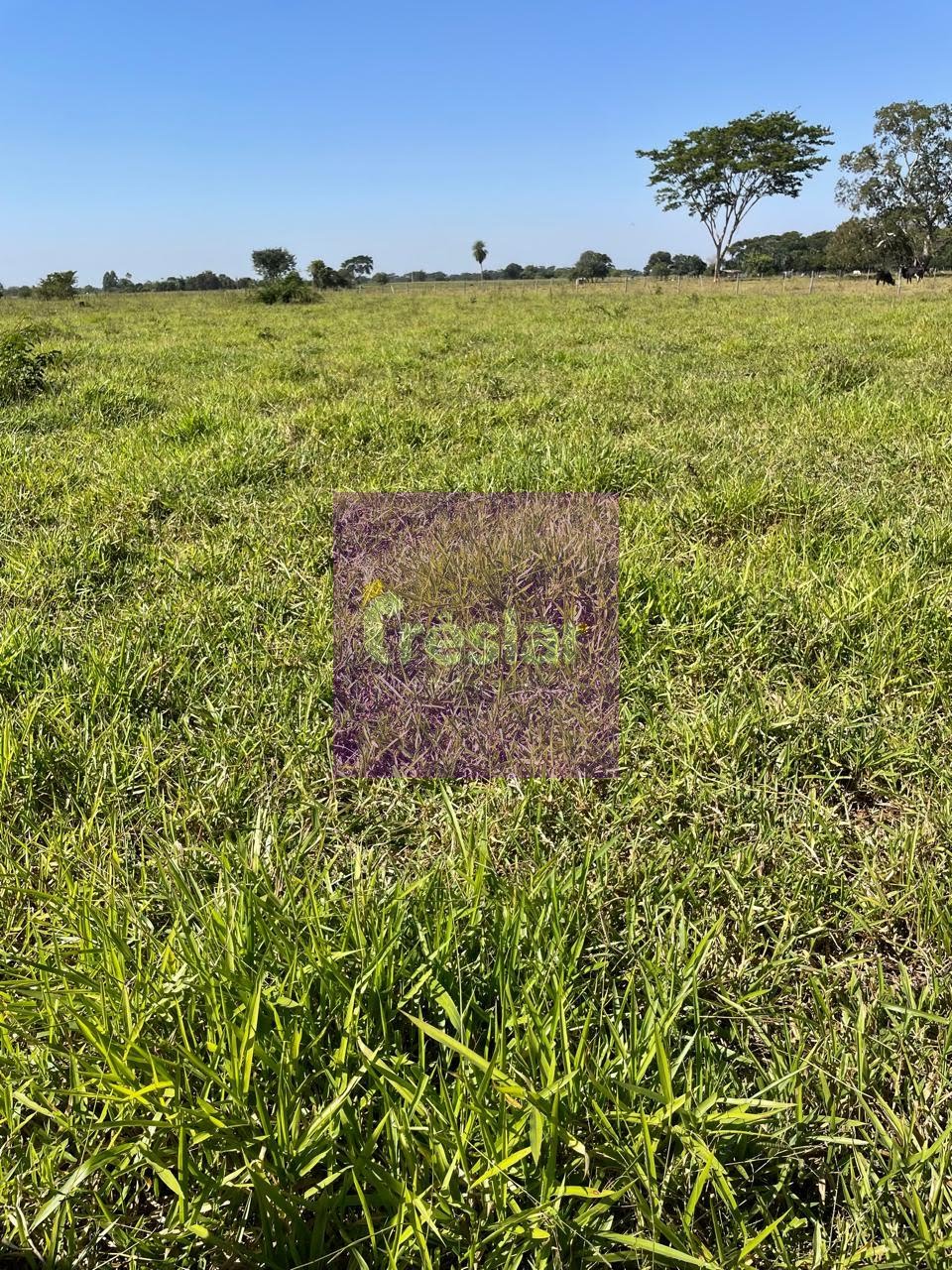 Rural à venda com 1710000m² de terreno no Fazenda, Três Lagoas (MS) — foto 26 de 30