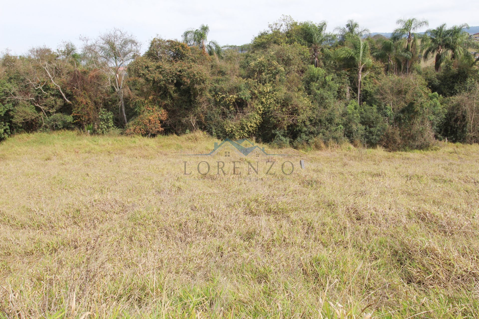 Lote