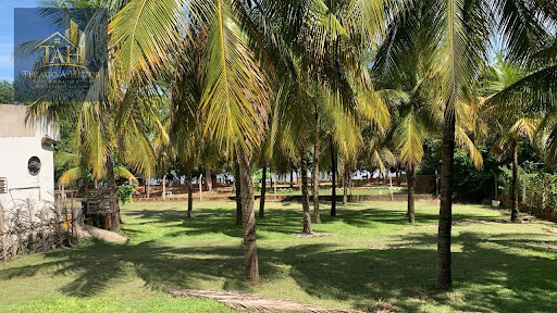 Plantação de coqueiros 