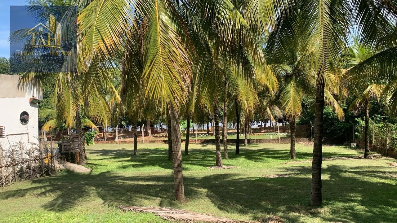 Plantação de coqueiros 