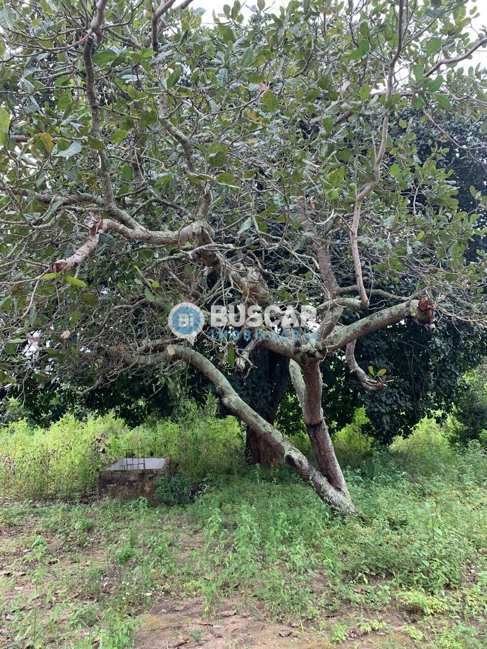 Rural à venda com 40000m² de terreno no Sim, Feira de Santana (BA) — foto 2 de 7