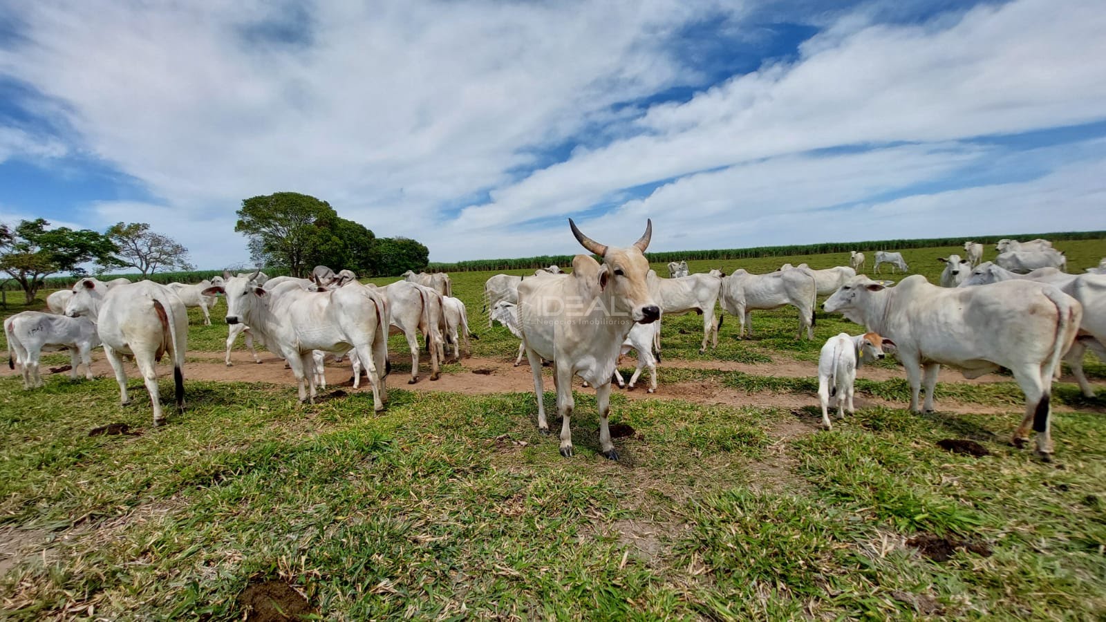 Terreno à venda com 1750000m² de terreno no Nova Travessão, Campos dos Goytacazes (RJ) — foto 27 de 30