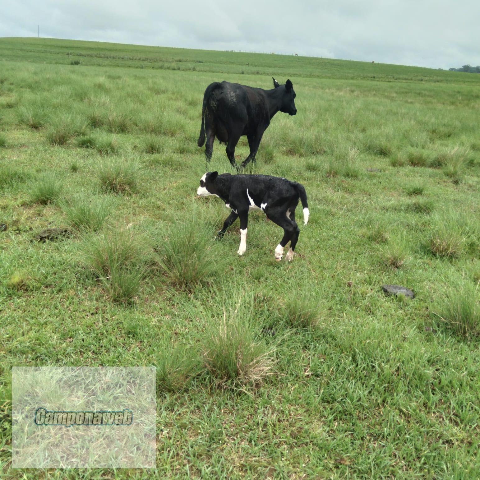 fazenda 218 hectares RS