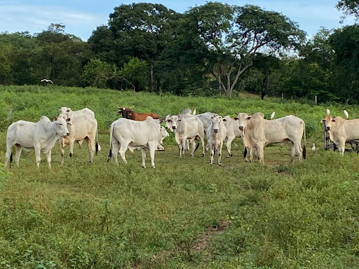 Fazenda em zona rural  -  Camapuã