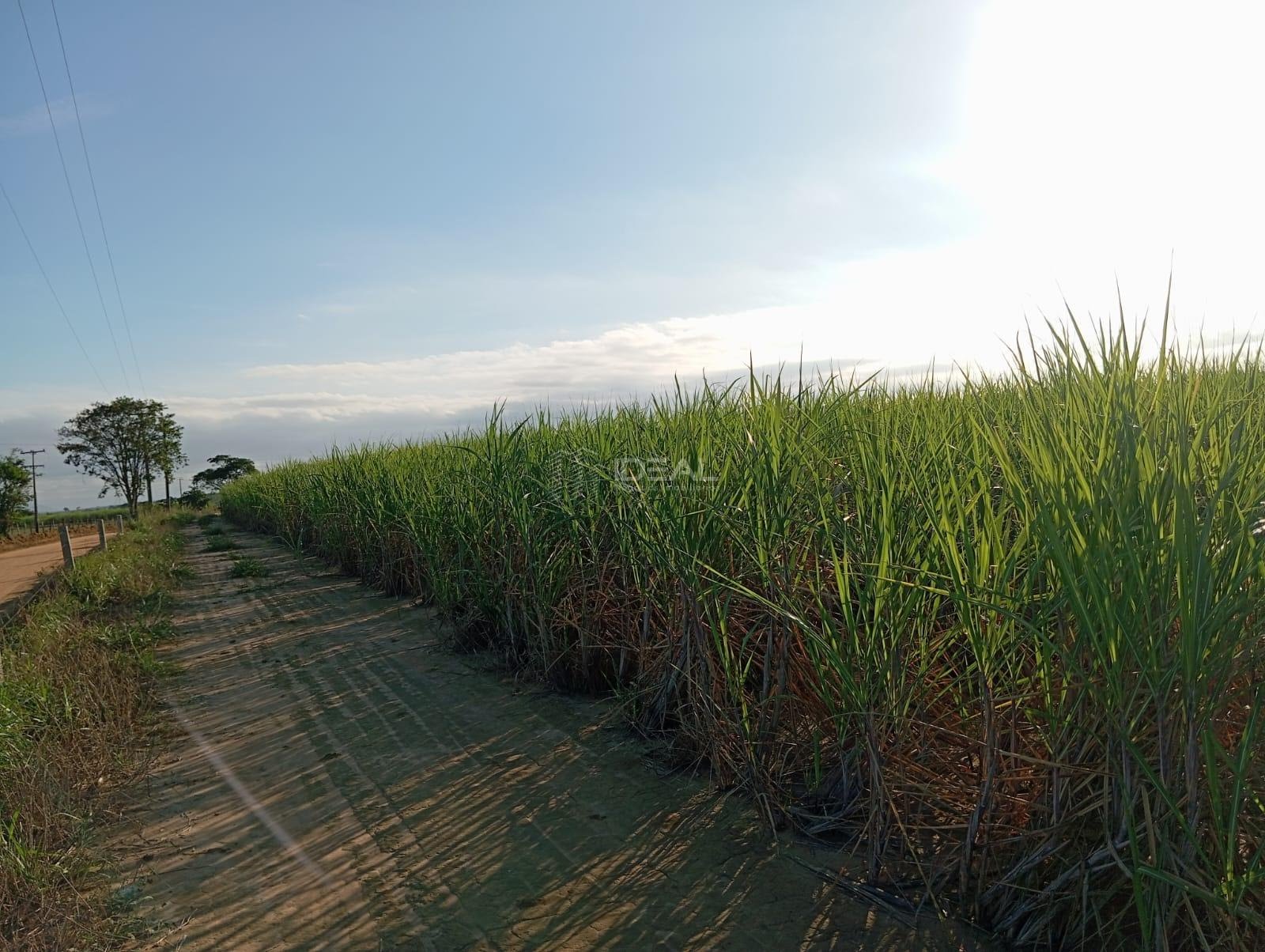 Rural à venda com 1280000m² de terreno no Valão Seco, São Francisco de Itabapoana (RJ) — foto 20 de 30