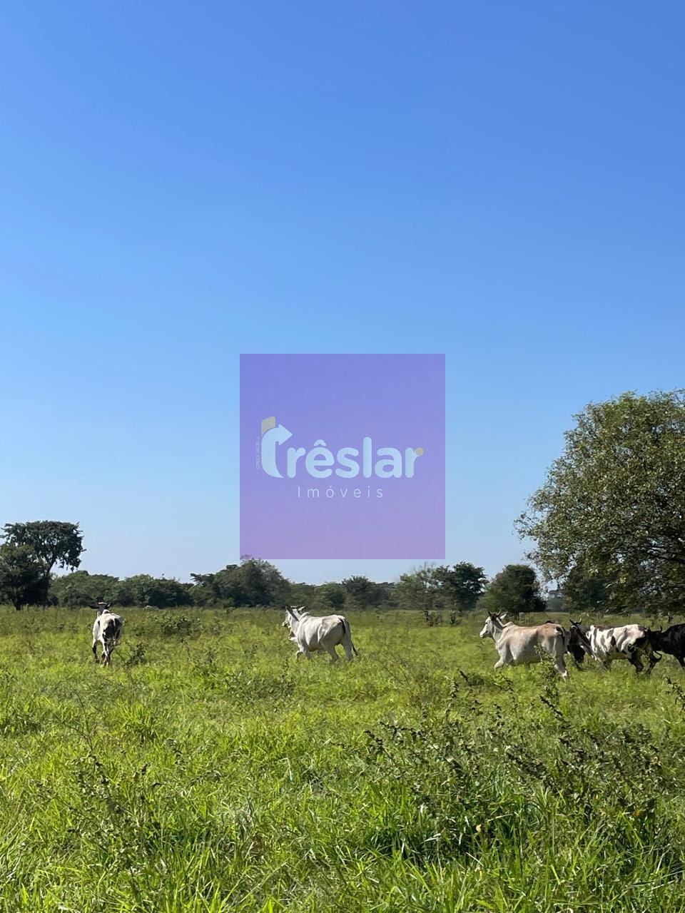 Rural à venda com 1710000m² de terreno no Fazenda, Três Lagoas (MS) — foto 24 de 30