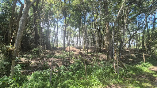 Lote / Terreno em Campo Alegre   -  Campo Alegre