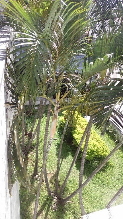 Jardim