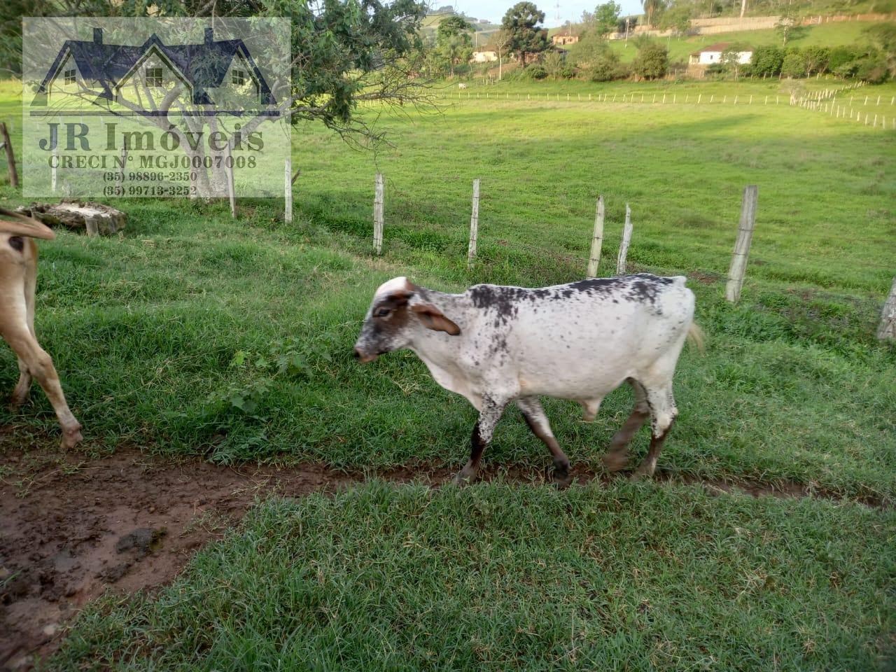Rural à venda com 140m² de terreno no Teodoros, Brazópolis (MG) — foto 21 de 26