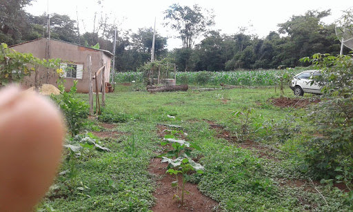 Fazenda em Zona Rural Uberlândia  -  Uberlândia