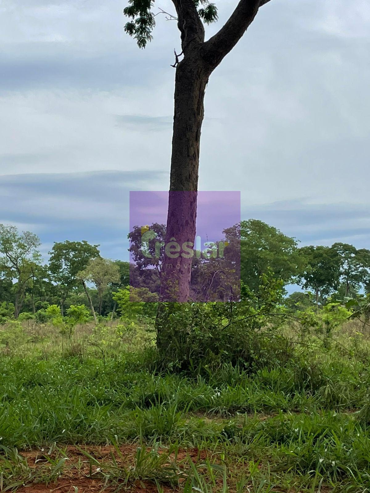 Rural à venda no Fazenda, Três Lagoas (MS) — foto 12 de 24