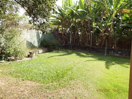 Pés de frutas 