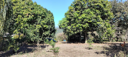 Pés de frutas