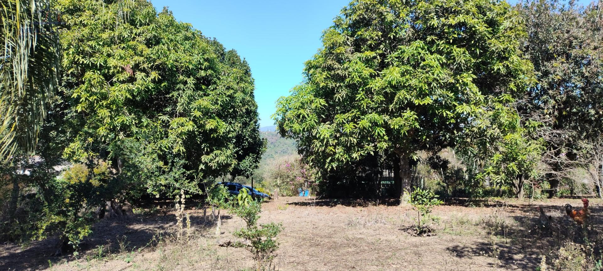 Pés de frutas