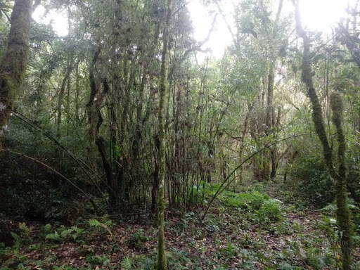 Lote / Terreno em Campo Alegre  -  Campo Alegre