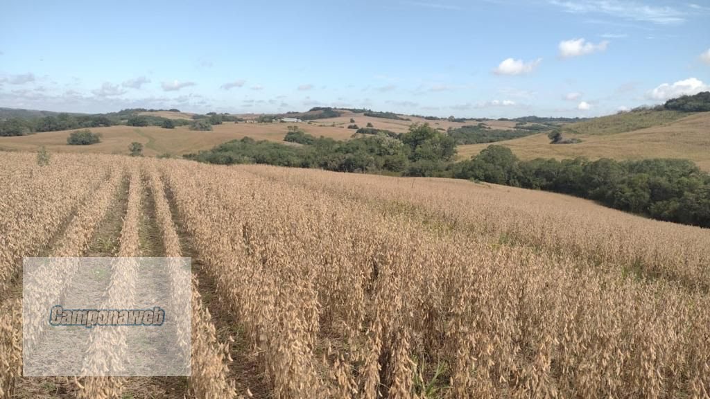 Área de plantio com soja