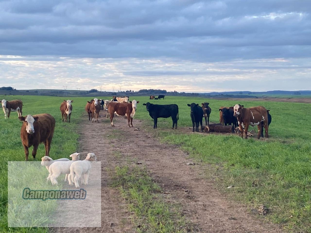 Fazenda agricultável RS