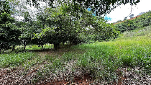 Terreno à venda em Santa Cruz - Periquito por R$ 850 mil