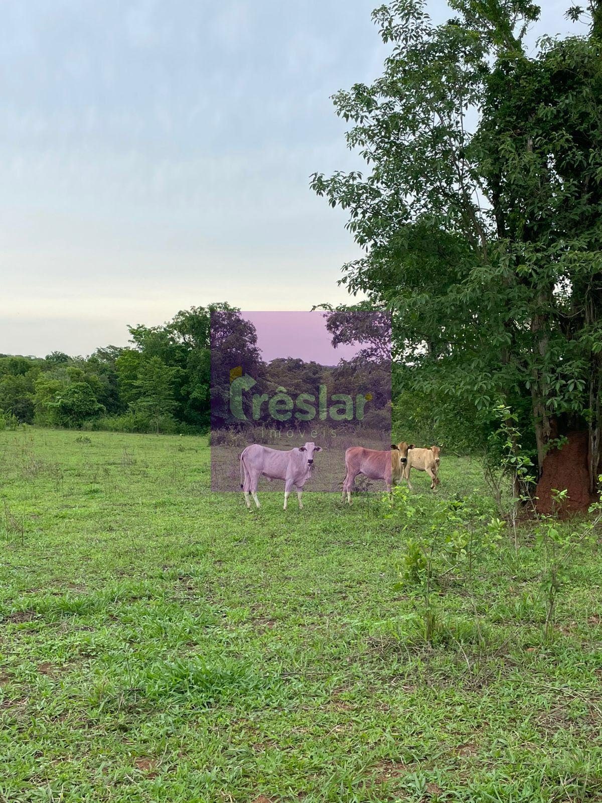 Rural à venda no Fazenda, Três Lagoas (MS) — foto 22 de 24