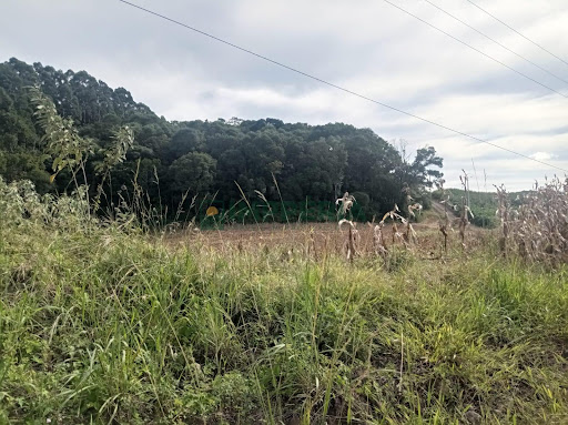 Sítio / Chácara SEM CASA em Coronel Pilar / RS - Comunidade São José