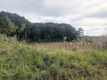 Sítio / Chácara SEM CASA em Coronel Pilar / RS - Comunidade São José