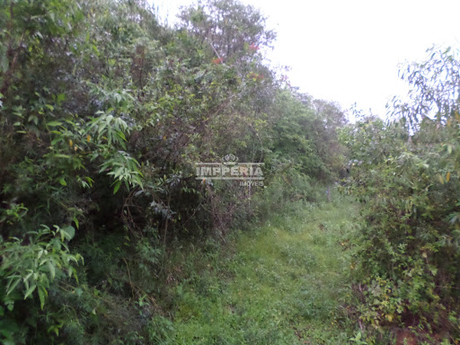 Sítio / Chácara SEM CASA  -  Coronel Pilar / RS - Linha Cruzeiro