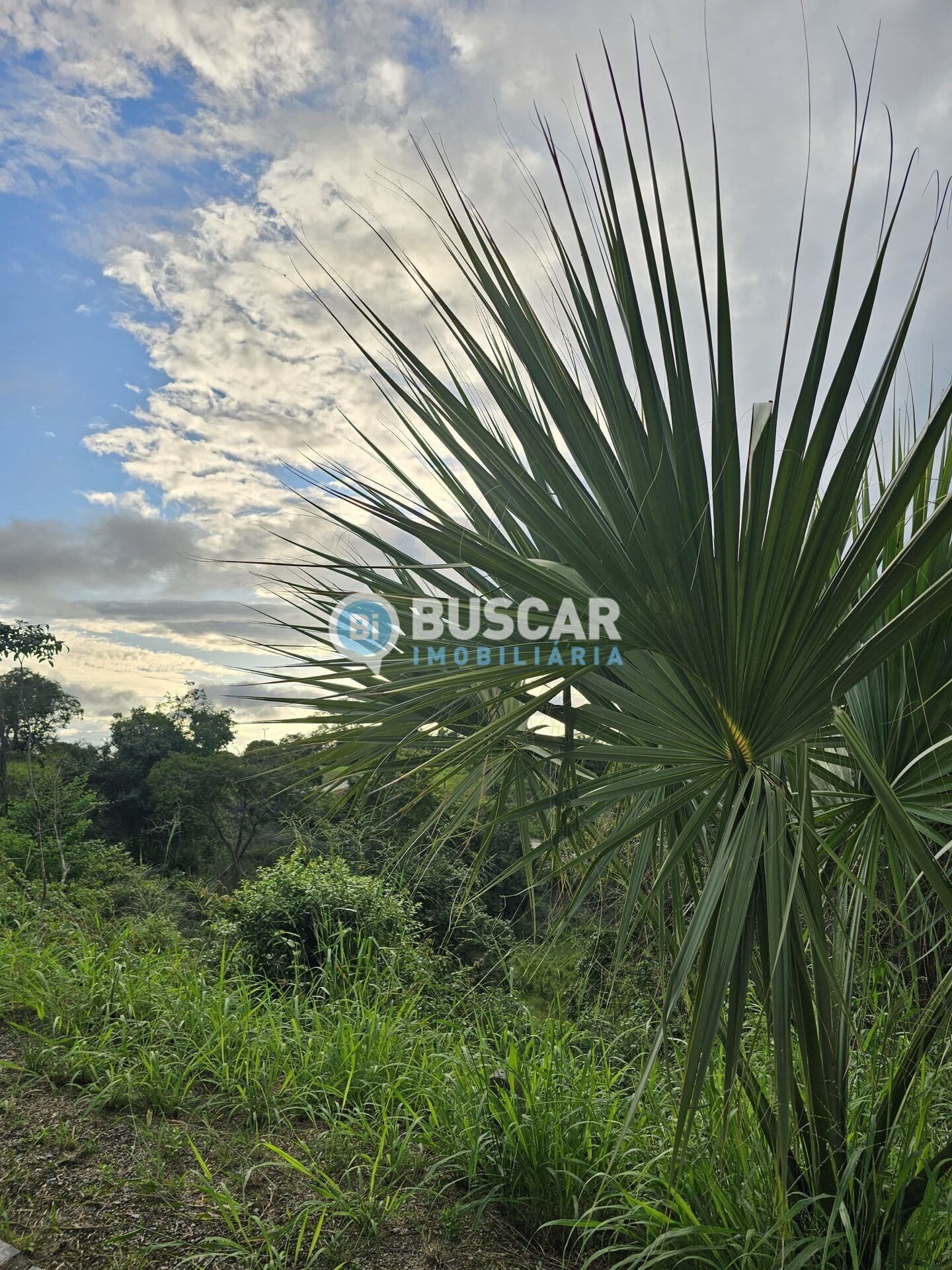 Terreno à venda no Br-324, Amélia Rodrigues (BA) — foto 5 de 17