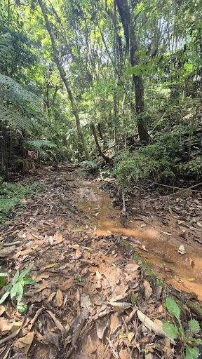 Lote / Terreno em centro  -  Piên
