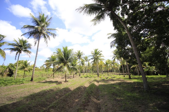 Rural à venda com 25000m² de terreno no Tabuleiro, Igarassu (PE) — foto 9 de 30