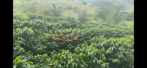 APROXIMADAMENTE 5.000 PÉS DE CAFÉ
