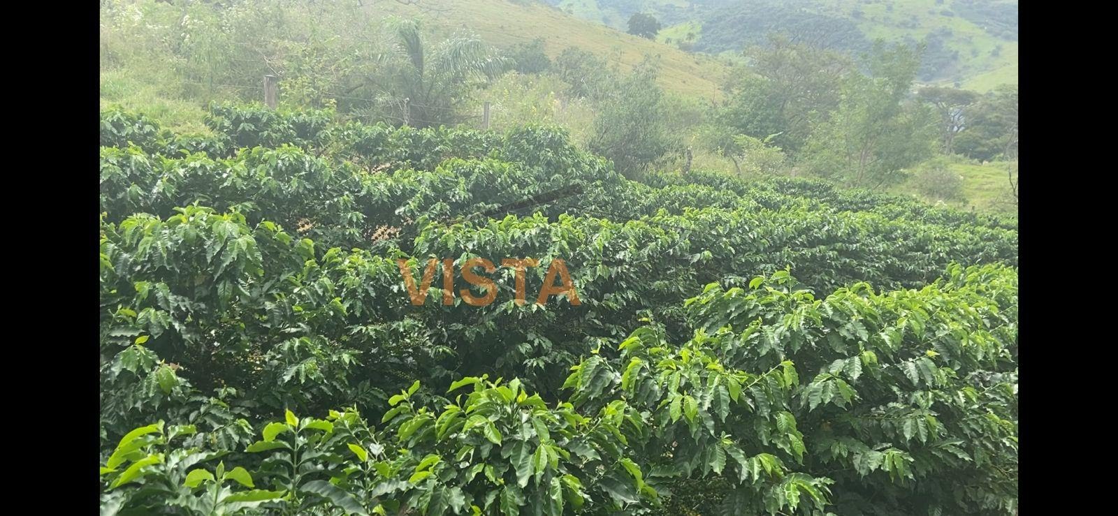 APROXIMADAMENTE 5.000 PÉS DE CAFÉ