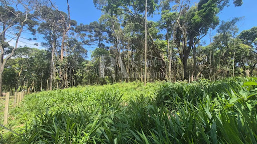 Lote / Terreno em Campo Alegre   -  Campo Alegre