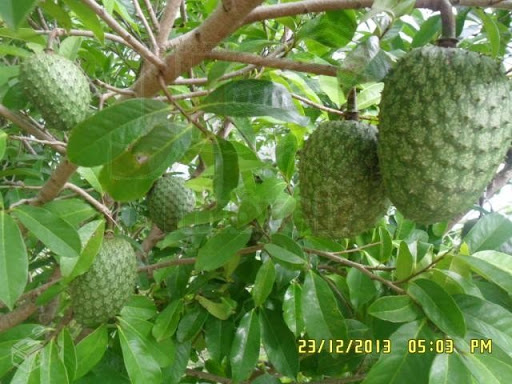 Pomar