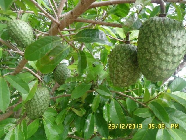Pomar
