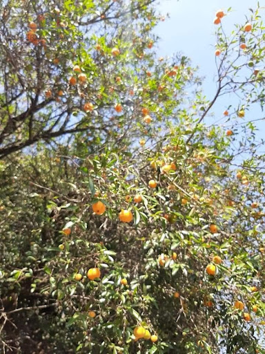 Pés de frutas