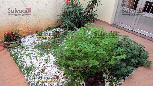Jardim