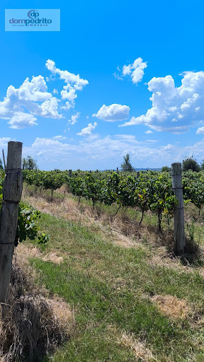 Vinhedos