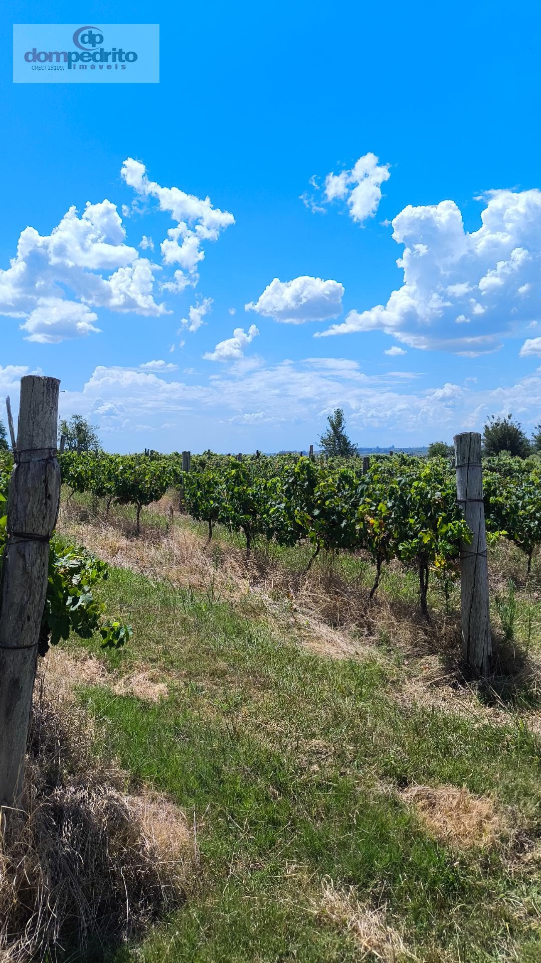 Vinhedos