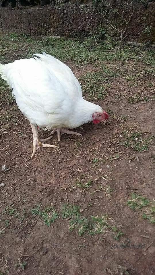 Rural à venda no Jardim das Cerejeiras, Arujá (SP) — foto 27 de 27