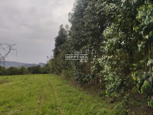 Sítio / Chácara SEM CASA  -  Coronel Pilar / RS - Linha Cruzeiro
