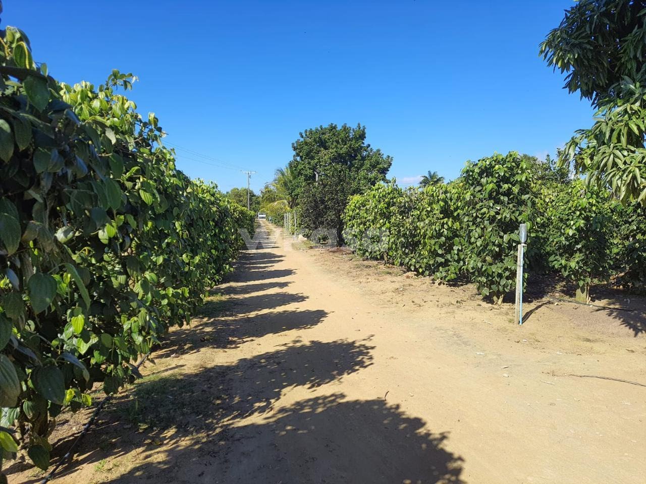 Rural à venda com 12000m² de terreno no São Rafael, Linhares (ES) — foto 3 de 15