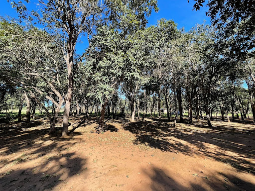 Chácara em Chácara das Mansões  -  Campo Grande